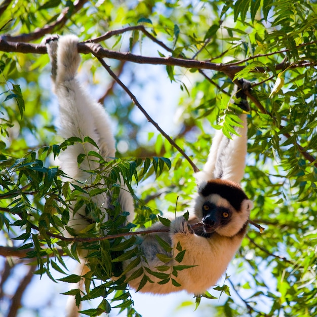 Dancing Sifaka está sentado en un árbol