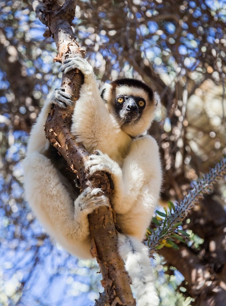 Dancing sifaka está sentado em uma árvore