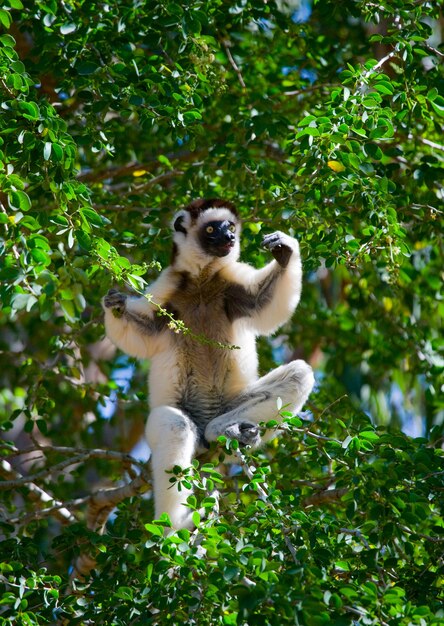 Dancing Sifaka está sentado em uma árvore