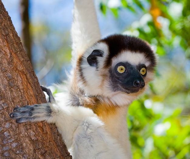 Dancing Sifaka está sentado em uma árvore