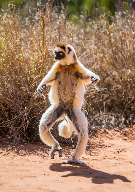 Dancing Sifaka está en el suelo