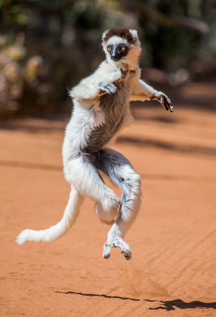 Dancing Sifaka de Madagascar está saltando