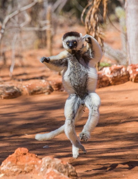 Dancing Sifaka de Madagascar está saltando