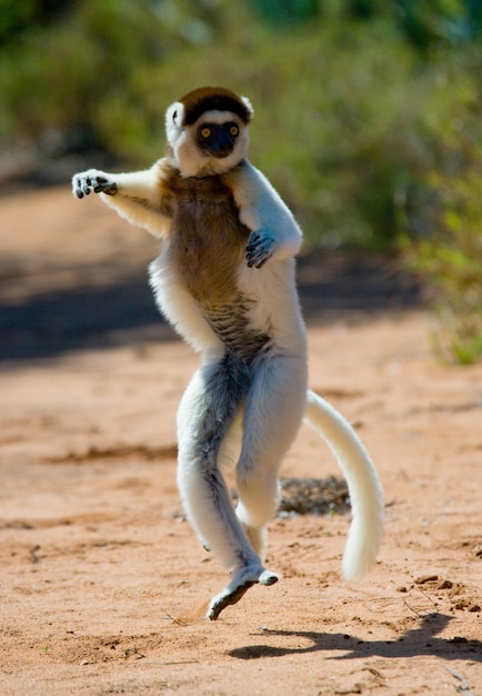 Dancing Sifaka de Madagascar está saltando