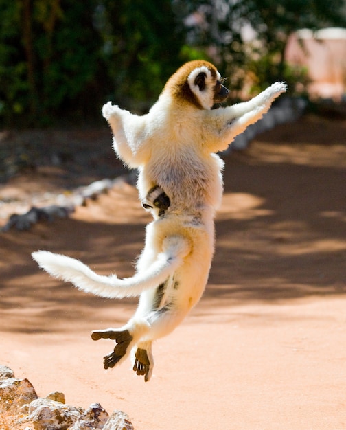 Foto dancing sifaka de madagascar está saltando