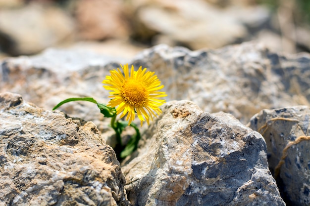 Dandelion amarelo solitário crescendo em pedras pequenas