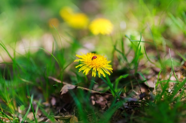 Dandelion com joaninha sobre ele ...