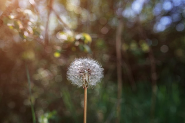 Dandelion dançando em uma rajada de vento em câmera lenta