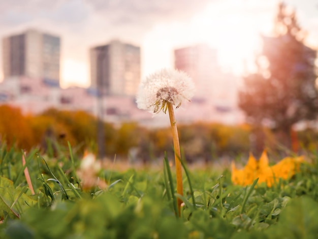 Dandelion em um parque da cidade num contexto de casas