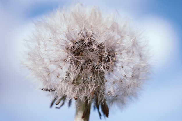 Dandelion floresce na primavera.