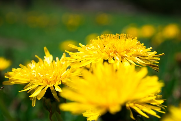 Dandelion floresce na primavera.