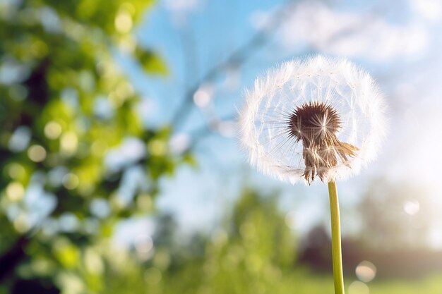 Dandelion im sanften Tageslicht