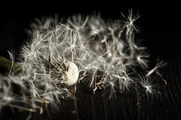 Dandelion macro fotografia em preto