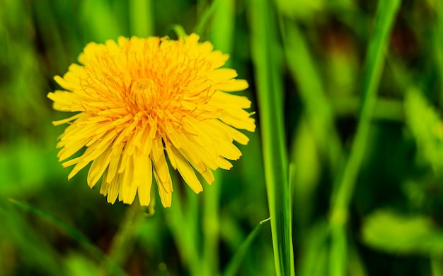 Dandelion na grama do início da primavera, em um belo contraste verde-amarelo