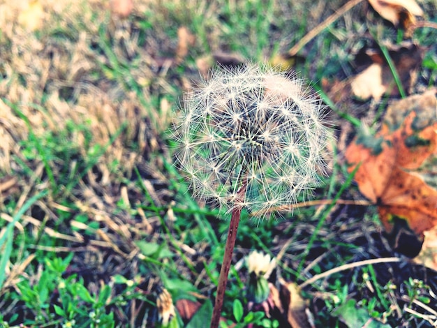 Foto dandelion na grama