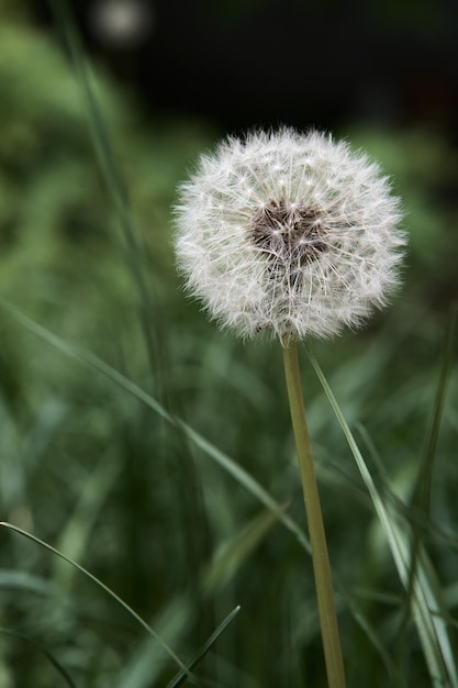 Dandelion no tiro macro de grama verde