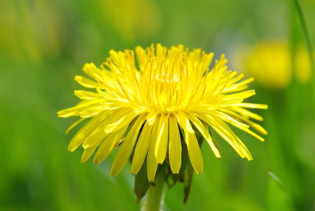 Dandelion Primavera