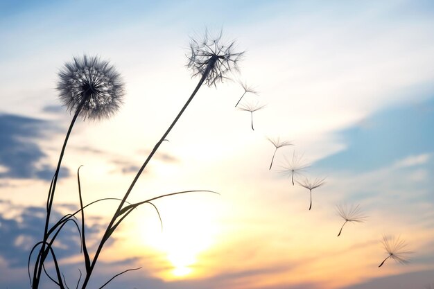 Dandelion-Samen fliegen vor dem Hintergrund des Sonnenuntergangs Himmels Blumenbotanik der Natur