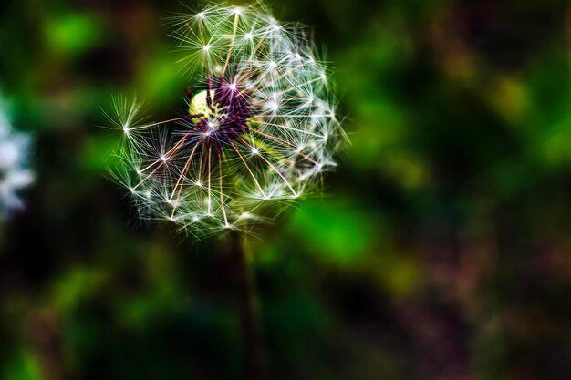 Foto dandelion taraxacum officinale auf einer wiese gegen einen dunklen hintergrund