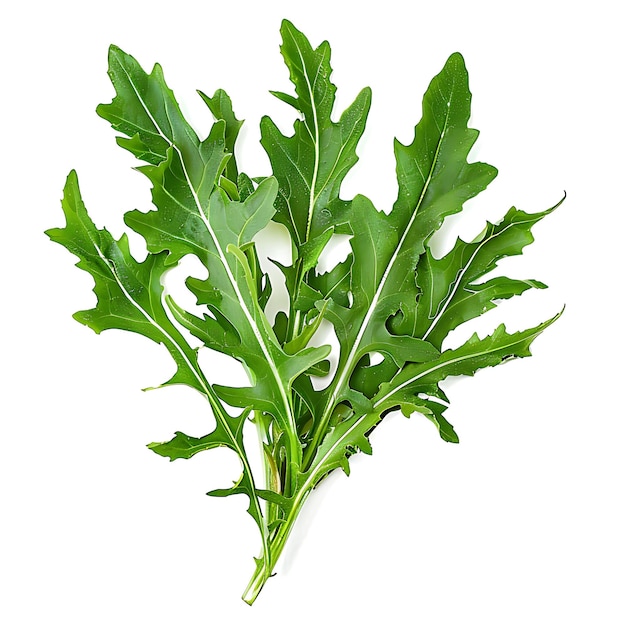 Dandelion verdes verduras frondosas hojas dentadas caracterizadas aisladas en blanco BG brote en blanco limpio