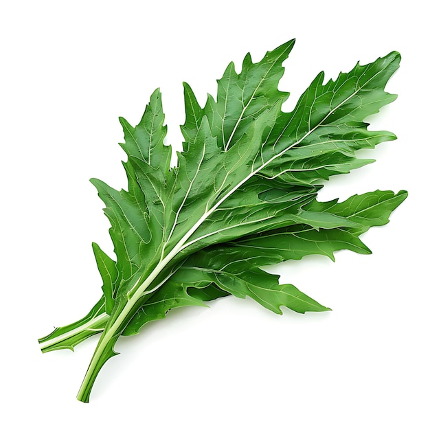 Dandelion verdes verduras frondosas hojas dentadas caracterizadas aisladas en blanco BG brote en blanco limpio