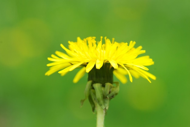 dandelion