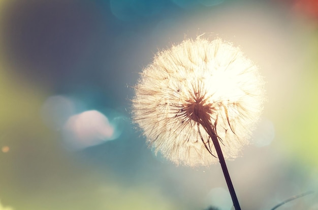 dandelion