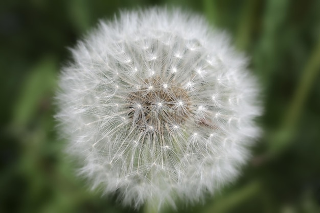 Dandelion