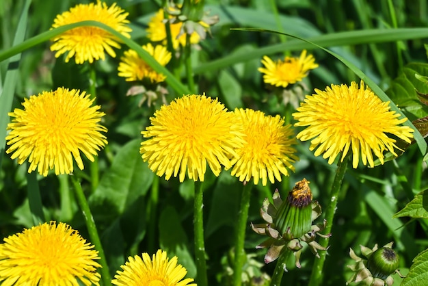 dandelions amarelo