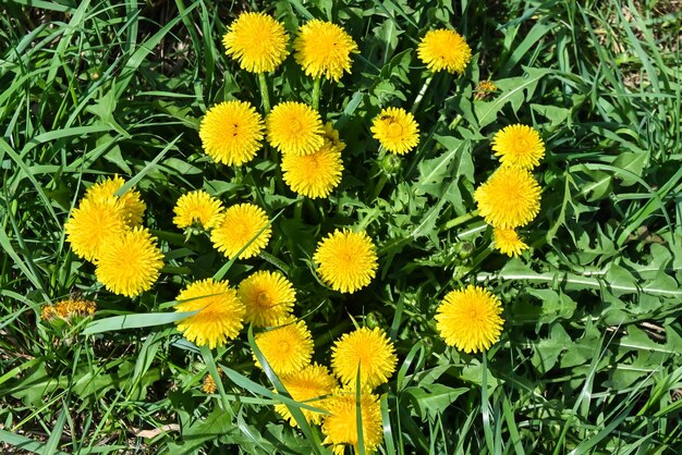 dandelions amarelo
