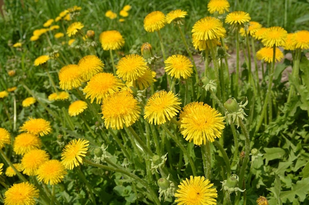 dandelions amarelo