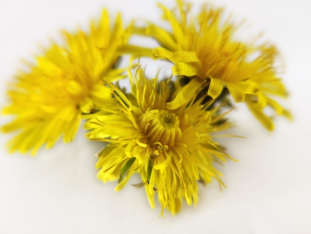 dandelions amarelo