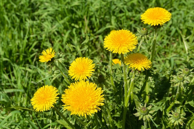 dandelions