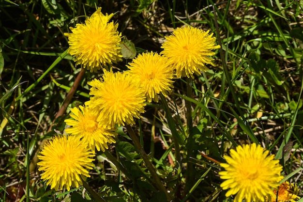 dandelions