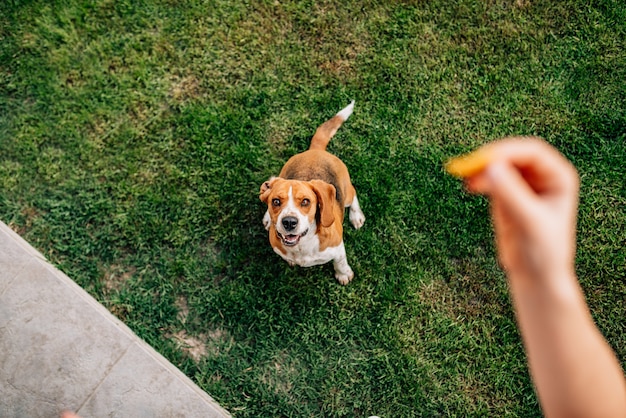 Dando um deleite a um cachorro. Ponto de vista.