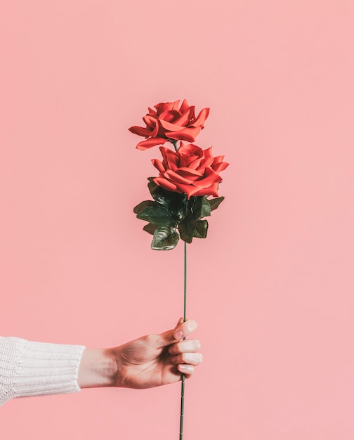 Dando uma rosa para o dia dos namorados