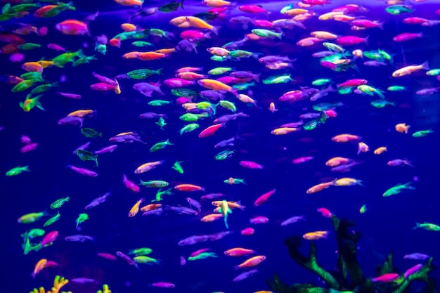 Danio rerio peixes e corais neon