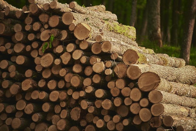 Daños ecológicos Montón leña primer plano Un montón de leña fresca Impacto de la deforestación en los bosques siempreverdes europeos