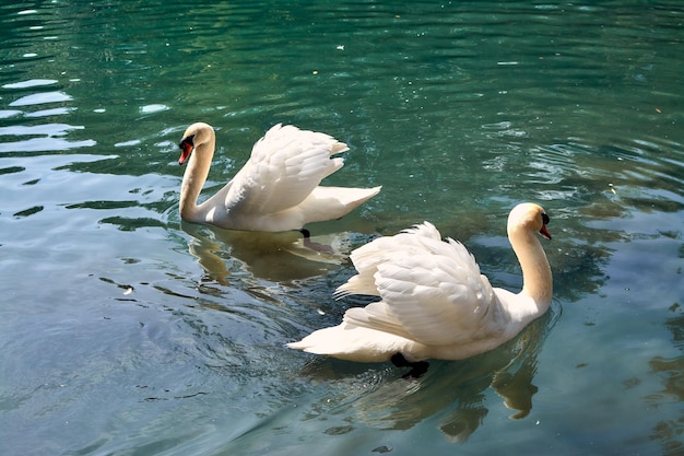 Foto danza de dos cisnes en el estanque.