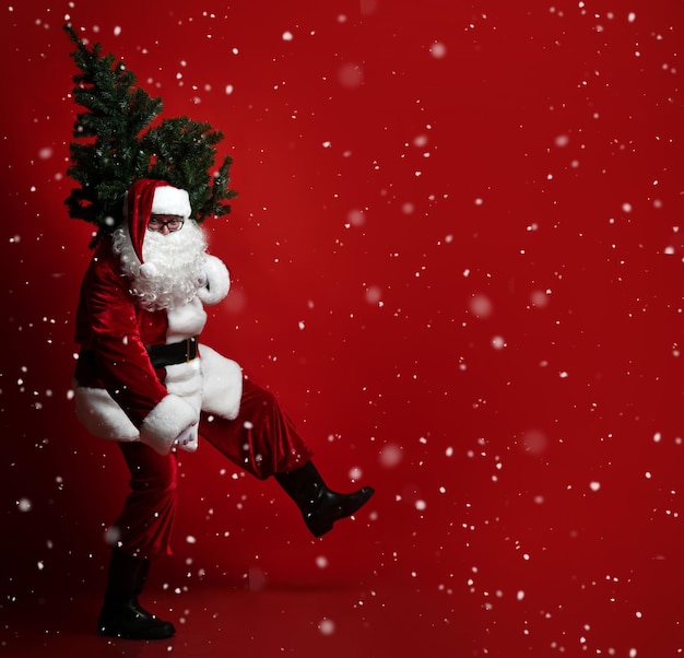 La danza del vientre gorda Santa Claus llevando un pesado árbol de Navidad en su hombro sobre un fondo rojo.