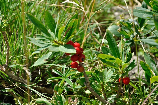 Daphne des Alpes in Valloire