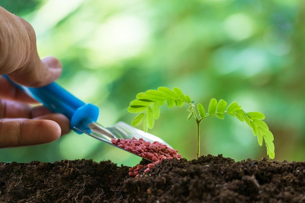 Dar fertilizante a un árbol joven planta pequeña que crece fuera de la sustancia química del suelo