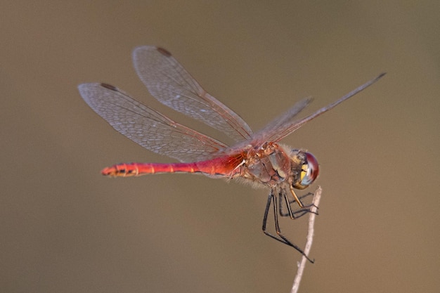 Foto el dardo rojo o nómada sympetrum fonscolombii es una libélula común en los aiguamolls emporda girona españa