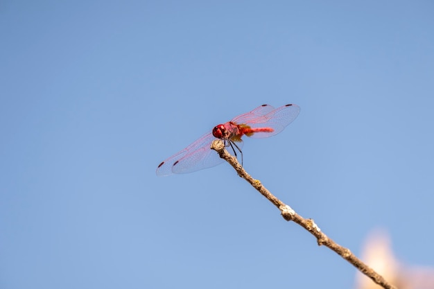 El dardo rojo o nómada Sympetrum fonscolombii posada de libélulas en busca de comida