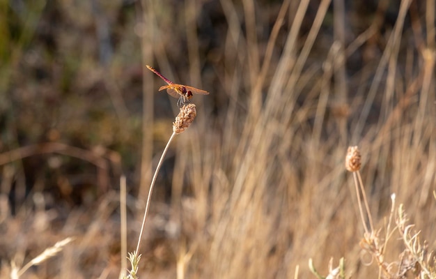 Foto el dardo rojo o nómada sympetrum fonscolombii posada de libélulas en busca de comida