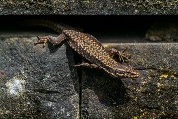 Foto darevskia bithynica tristis lagarto foto macro foto de alta calidad