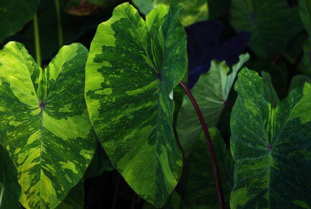 Dargestellt ist ein Blatt mit grünen und gelben Markierungen.