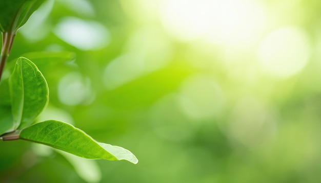 Dargestellt ist ein grünes Blatt an einem Baum mit dem Wort „grün“ darauf