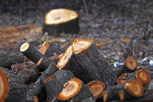 Dargestellt ist ein Stapel gesägter Holzkeile für Brennholz