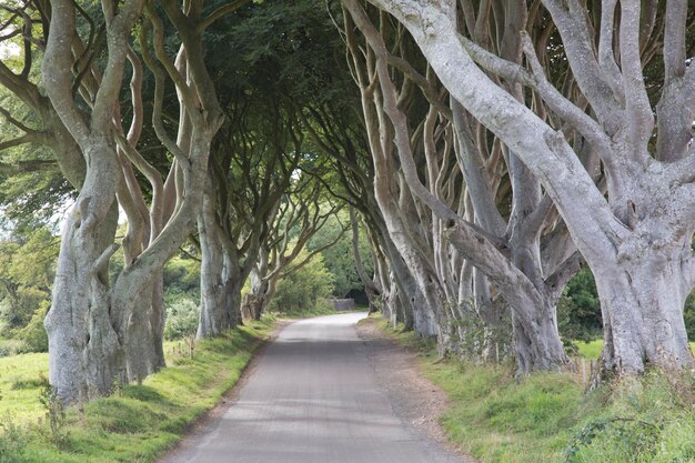 Dark Hedges en el condado de Antrim, Irlanda del Norte